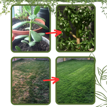 Carica l'immagine nel visualizzatore di Gallery, Attivatore del suolo con nutrienti organici - Ozerty