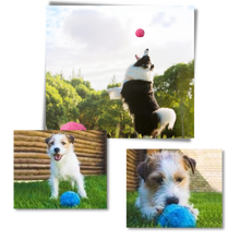 Carica l'immagine nel visualizzatore di Gallery, Palla mobile automatica per cani con coperture intercambiabili - Ozerty
