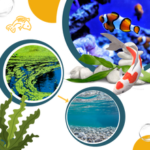 Carica l&#39;immagine nel visualizzatore di Gallery, Alghicida preventivo per acquari - Ozerty
